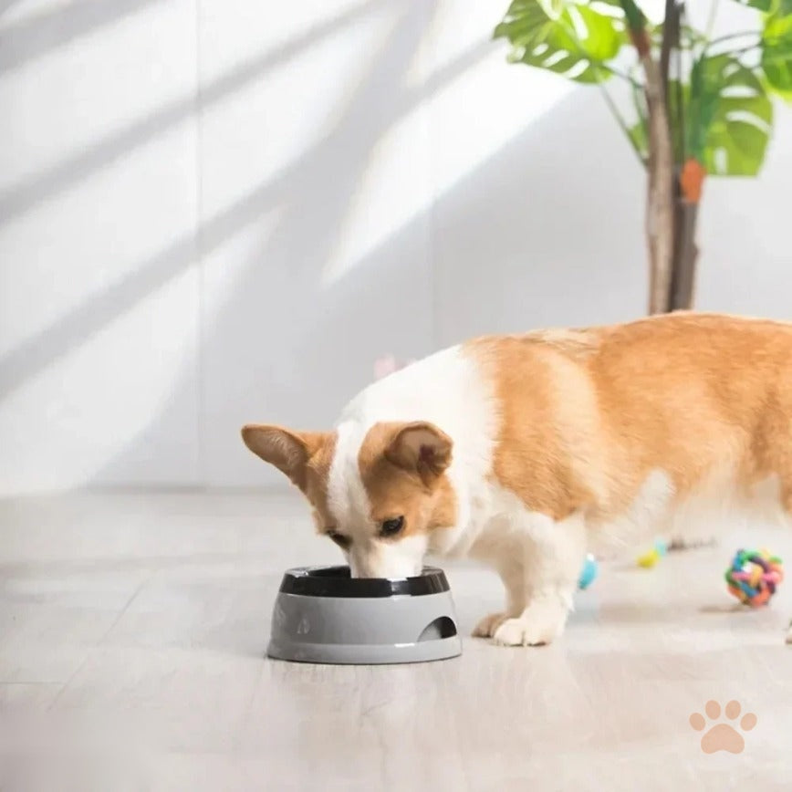Corgi drinking mess-free from the Denwell No-Spill Floating Water Bowl
